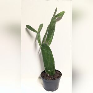 A very large rooted  organic Nopal plant prickly pear opuntia plant.Easy care.